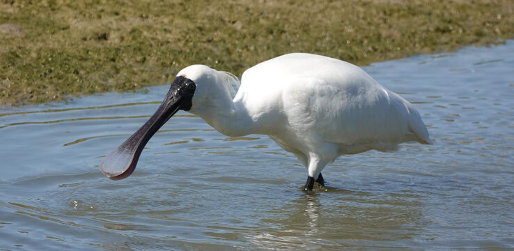 Royal Spoonbill