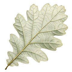 White Oak Leaf (Quercus alba) &ndash; High-Resolution Close-Up of Distinctive Lobed Green Foliage, Iconic American Tree, Natural Texture, Woodland Beauty, Botanical Nature Background, Forest Plant Photograp