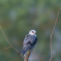 Black-winged Kite Elanus caeruleus Rodent control pest control Graceful raptor with black wing patches, piercing red eyes. Hovers over open fields, hunts rodents 