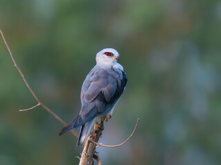 Black-winged Kite Elanus caeruleus Rodent control pest control Graceful raptor with black wing...