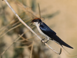 Wire-tailed Swallow Hirundo smithii Small, elegant bird with long, wire-like tail streamers. Glossy blue plumage. Found near water bodies, catches insects in flight with swift, graceful maneuvers