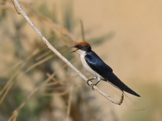 Wire-tailed Swallow Hirundo smithii Small, elegant bird with long, wire-like tail streamers. Glossy blue plumage. Found near water bodies, catches insects in flight with swift, graceful maneuvers