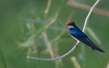 Wire-tailed Swallow Hirundo smithii Small, elegant bird with long, wire-like tail streamers. Glossy blue plumage. Found near water bodies, catches insects in flight with swift, graceful maneuvers