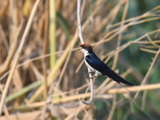 Wire-tailed Swallow Hirundo smithii Small, elegant bird with long, wire-like tail streamers. Glossy...