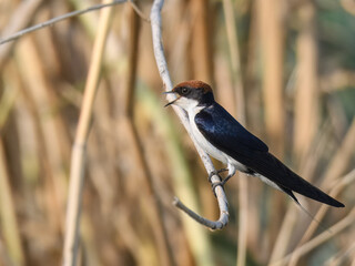 Wire-tailed Swallow Hirundo smithii Small, elegant bird with long, wire-like tail streamers. Glossy blue plumage. Found near water bodies, catches insects in flight with swift, graceful maneuvers
