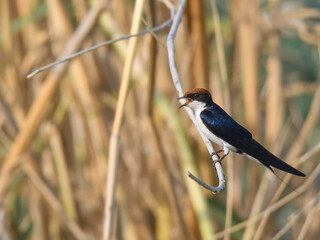 Wire-tailed Swallow Hirundo smithii Small, elegant bird with long, wire-like tail streamers. Glossy blue plumage. Found near water bodies, catches insects in flight with swift, graceful maneuvers