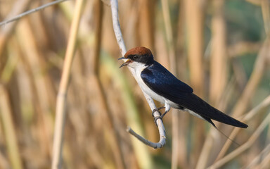 Wire-tailed Swallow Hirundo smithii Small, elegant bird with long, wire-like tail streamers. Glossy blue plumage. Found near water bodies, catches insects in flight with swift, graceful maneuvers