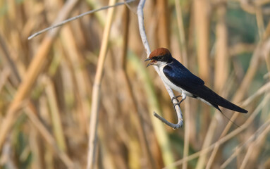 Wire-tailed Swallow Hirundo smithii Small, elegant bird with long, wire-like tail streamers. Glossy blue plumage. Found near water bodies, catches insects in flight with swift, graceful maneuvers