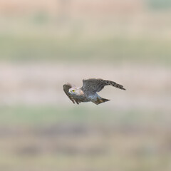 Shikra Accipiter badius juvenile flight flying hunting Agile hunter darts through trees, bushes, snatches birds and rodents. Common falconry bird in Pakistan