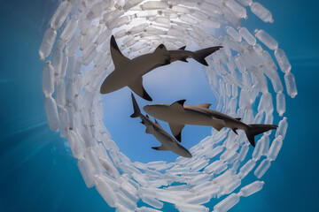 Shark swimming through plastic drinking bottles.