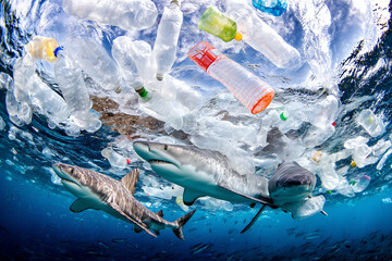 Shark swimming through plastic drinking bottles.