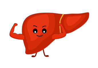 Strong healthy liver cartoon character isolated on white background. Happy liver icon vector flat design. Healthy organ concept medical illustration.
