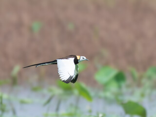 Pheasant-tailed Jacana Hydrophasianus chirurgus flight flying Indus River wetland Migrates  different breeding non-breeding plumage Walks on floating vegetation water lilies Pond lakes polyandrous