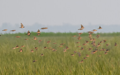 Rosy Starling (Pastor roseus) Vibrant pink and black migratory bird. Insectivorous, seen in large...