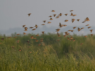 Rosy Starling (Pastor roseus) Vibrant pink and black migratory bird. Insectivorous, seen in large...