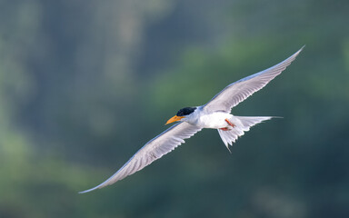River Tern Sterna aurantia

Vulnerable on IUCN Red List of Threatened Birds. Sleek bird black cap yellow bill long wings Rivers  lakes Dives for fish graceful flight
