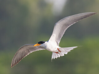 River Tern Sterna aurantia

Vulnerable on IUCN Red List of Threatened Birds. Sleek bird black cap yellow bill long wings Rivers  lakes Dives for fish graceful flight