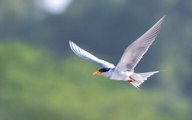 River Tern Sterna aurantia

Vulnerable on IUCN Red List of Threatened Birds. Sleek bird black cap...