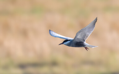 Whiskered Tern Chlidonias hybrida flying flight over Indus River wetlands Sunset Pakistan gray white seabird waterbird forked tail diving for fish summer breeder migration