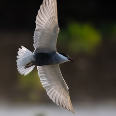 Whiskered Tern Chlidonias hybrida flying flight over Indus River wetlands Sunset Pakistan gray...