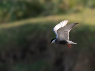 Whiskered Tern Chlidonias hybrida flying flight over Indus River wetlands Sunset Pakistan gray white seabird waterbird forked tail diving for fish summer breeder migration