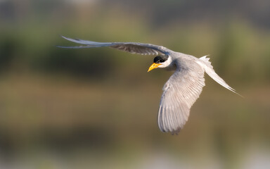 River Tern Sterna aurantia

Vulnerable on IUCN Red List of Threatened Birds. Sleek bird black cap yellow bill long wings Rivers  lakes Dives for fish graceful flight
