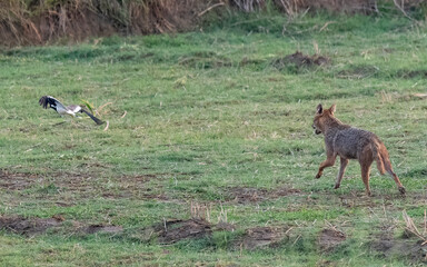 Golden Jackal Canis aureus hunting Red-wattled Lapwing Vanellus indicus in Pakistan wetlands Rare predator prey interaction showcasing wildlife behavior and ecosystem dynamics