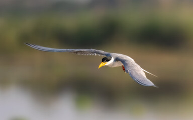River Tern Sterna aurantia

Vulnerable on IUCN Red List of Threatened Birds. Sleek bird black cap yellow bill long wings Rivers  lakes Dives for fish graceful flight