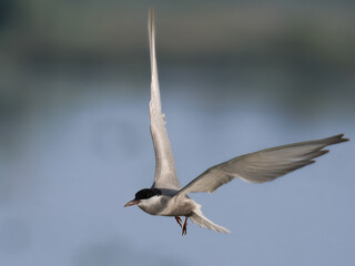 Whiskered Tern Chlidonias hybrida flying flight over Indus River wetlands Sunset Pakistan gray white seabird waterbird forked tail diving for fish summer breeder migration