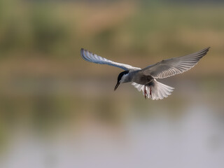 Whiskered Tern Chlidonias hybrida flying flight over Indus River wetlands Sunset Pakistan gray white seabird waterbird forked tail diving for fish summer breeder migration