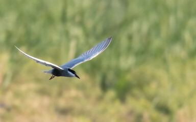 Whiskered Tern Chlidonias hybrida flying flight over Indus River wetlands Sunset Pakistan gray...