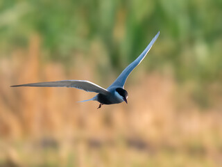 Whiskered Tern Chlidonias hybrida flying flight over Indus River wetlands Sunset Pakistan gray white seabird waterbird forked tail diving for fish summer breeder migration