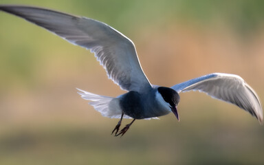 Whiskered Tern Chlidonias hybrida flying flight over Indus River wetlands Sunset Pakistan gray...