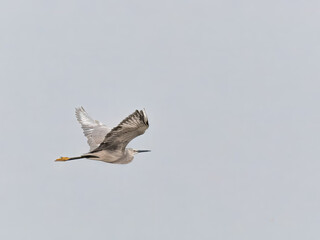 Dark and light morphs of Little Egret (Egretta garzetta) over Indus River Found in wetlands and coastal areas, it feeds on fish and invertebrates by wading through shallow waters
