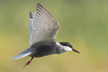 Whiskered Tern Chlidonias hybrida flying flight over Indus River wetlands Sunset Pakistan gray white seabird waterbird forked tail diving for fish summer breeder migration