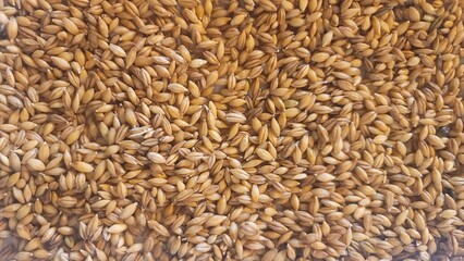 barley background