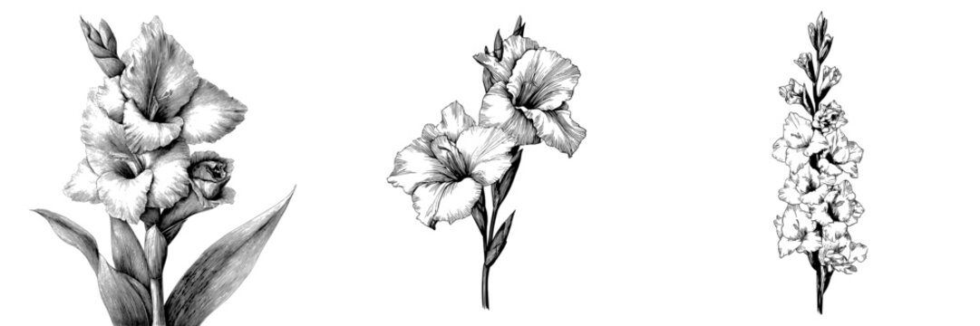 A set of modern black and white isolated sketches illustrating a gladiolus flower graphic