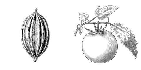 Fototapeta premium A modern sketch illustration of melon graphic plant in black and white isolated