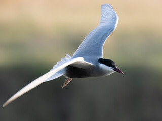 Whiskered Tern Chlidonias hybrida flying flight over Indus River wetlands Sunset Pakistan gray white seabird waterbird forked tail diving for fish summer breeder migration
