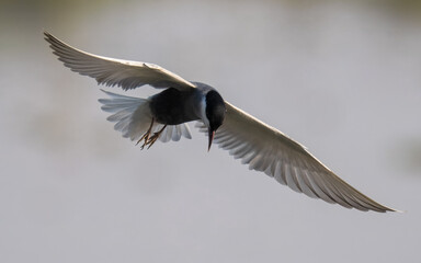 Whiskered Tern Chlidonias hybrida flying flight over Indus River wetlands Sunset Pakistan gray...