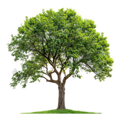 Lush green tree in a grassy field