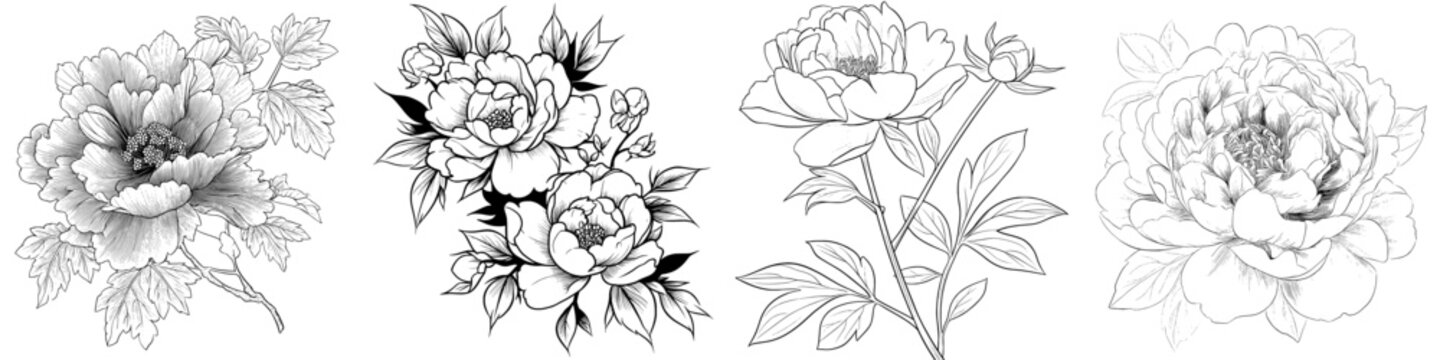 牡丹と薔薇」の写真素材 | 677,963件の無料イラスト画像 | Adobe Stock