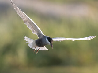 Whiskered Tern Chlidonias hybrida flying flight over Indus River wetlands Sunset Pakistan gray white seabird waterbird forked tail diving for fish summer breeder migration