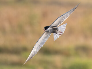 Whiskered Tern Chlidonias hybrida flying flight over Indus River wetlands Sunset Pakistan gray white seabird waterbird forked tail diving for fish summer breeder migration