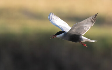 Whiskered Tern Chlidonias hybrida flying flight over Indus River wetlands Sunset Pakistan gray white seabird waterbird forked tail diving for fish summer breeder migration