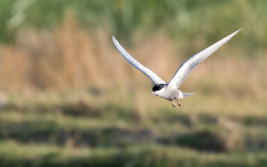 Whiskered Tern Chlidonias hybrida flying flight over Indus River wetlands Sunset Pakistan gray white seabird waterbird forked tail diving for fish summer breeder migration
