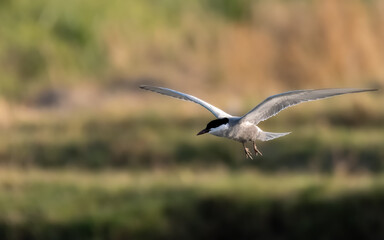 Fototapeta premium Whiskered Tern Chlidonias hybrida flying flight over Indus River wetlands Sunset Pakistan gray white seabird waterbird forked tail diving for fish summer breeder migration