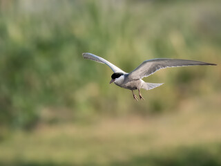 Whiskered Tern Chlidonias hybrida flying flight over Indus River wetlands Sunset Pakistan gray white seabird waterbird forked tail diving for fish summer breeder migration