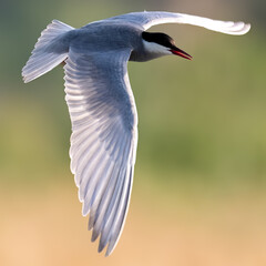 Whiskered Tern Chlidonias hybrida flying flight over Indus River wetlands Sunset Pakistan gray white seabird waterbird forked tail diving for fish summer breeder migration
