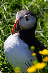 Puffin standing on grass